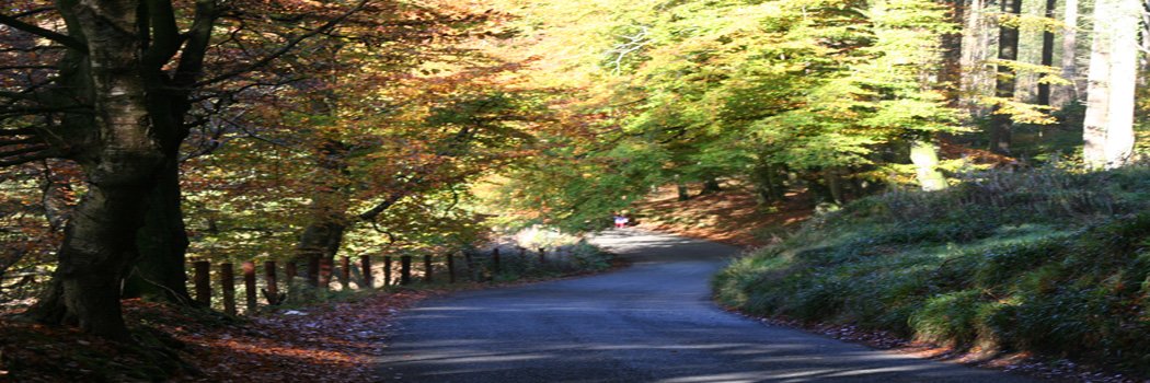 Ravensdale Woods